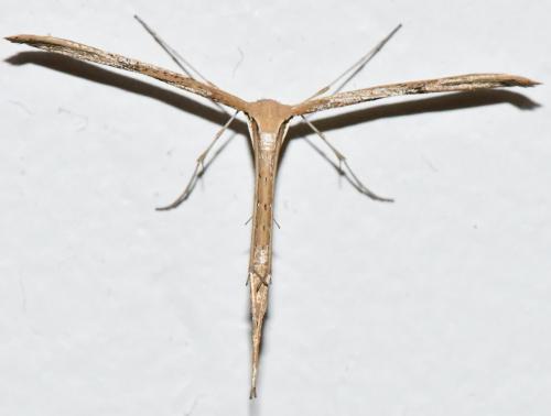 Réf. 309 402 : Emmelina monodactyla